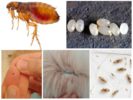 Fleas and their eggs