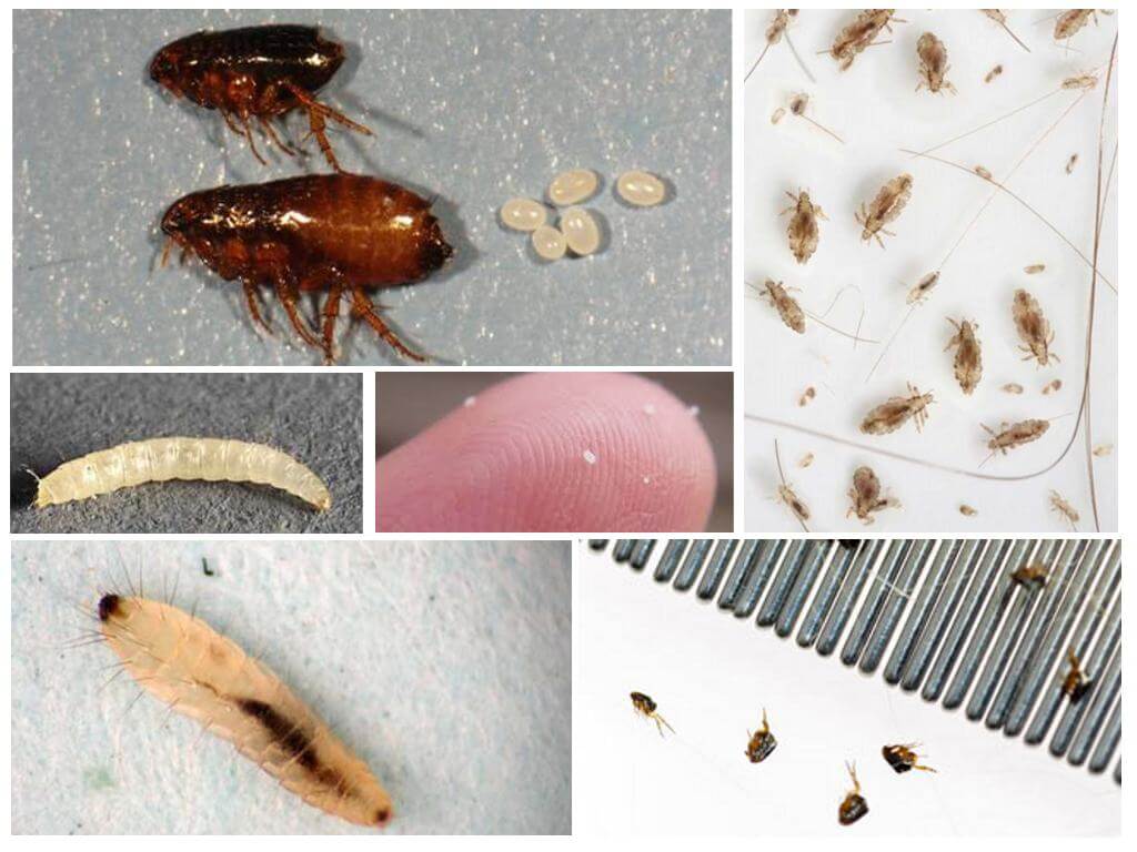 Cómo deshacerse de las pulgas de tierra en un apartamento o casa privada