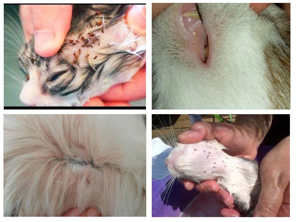 Hogyan néz ki a bolhák a macskákban, a tünetek és a kezelés