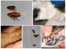 Fleas in cats