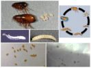 Flea eggs and larvae