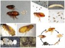 Fleas, their eggs and larvae