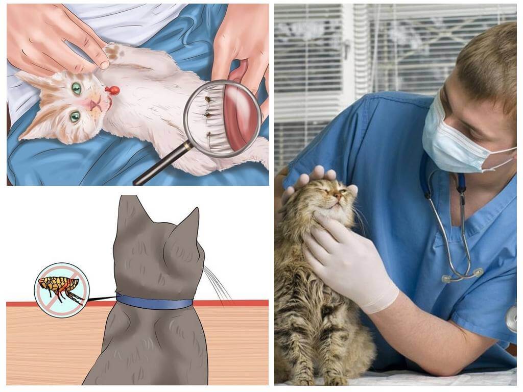 Cómo deshacerse de las pulgas en un gato o gato en casa