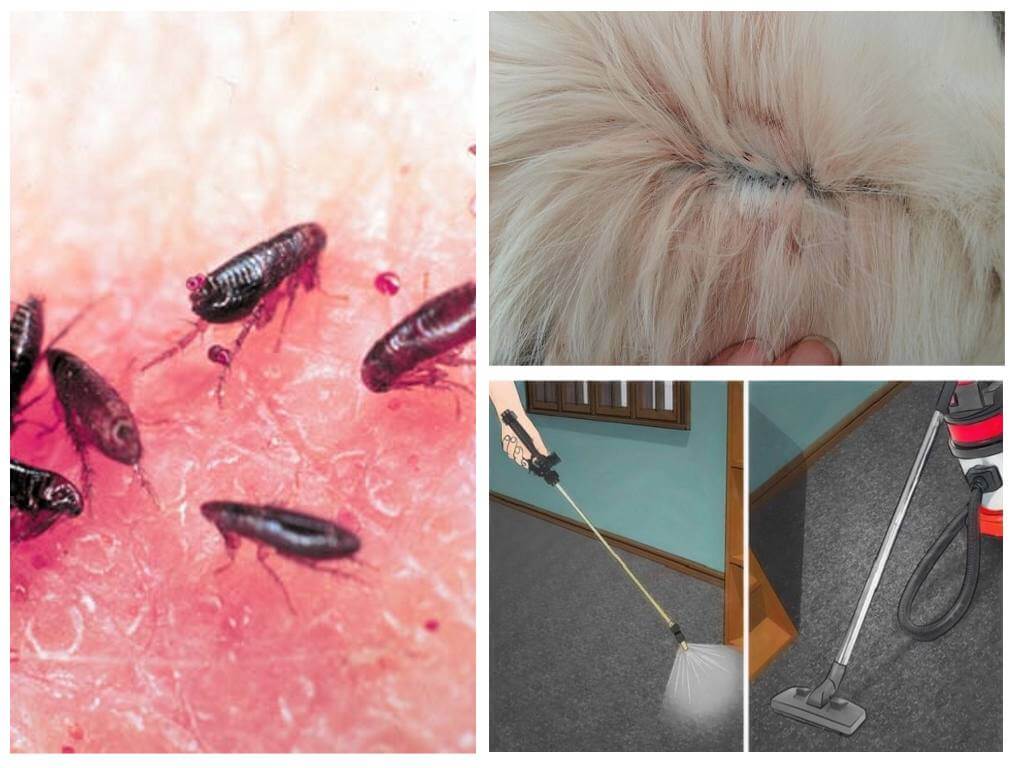 Where do fleas come from and how to get rid of in an apartment or private house