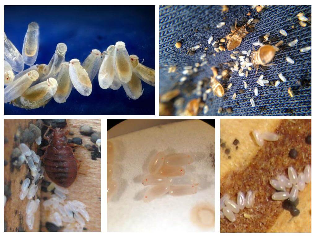 What do bed bugs eggs look like?