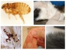 Fleas in cats