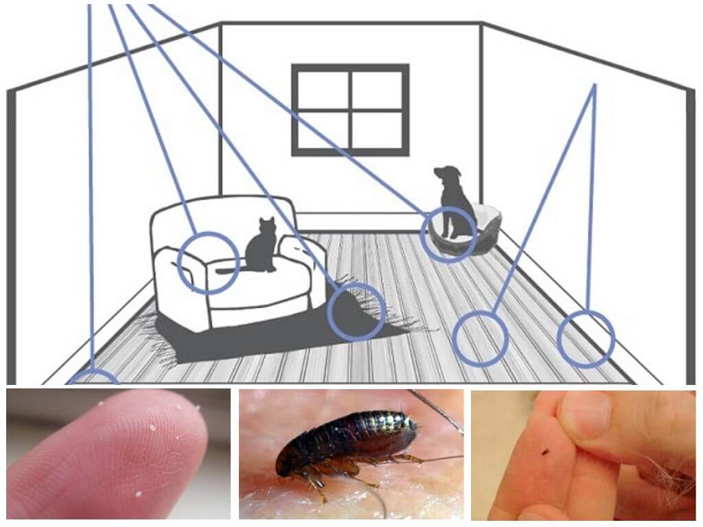 How to get fleas out of an apartment with folk remedies