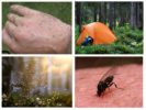 Mückenschwarm im Wald im Traum
