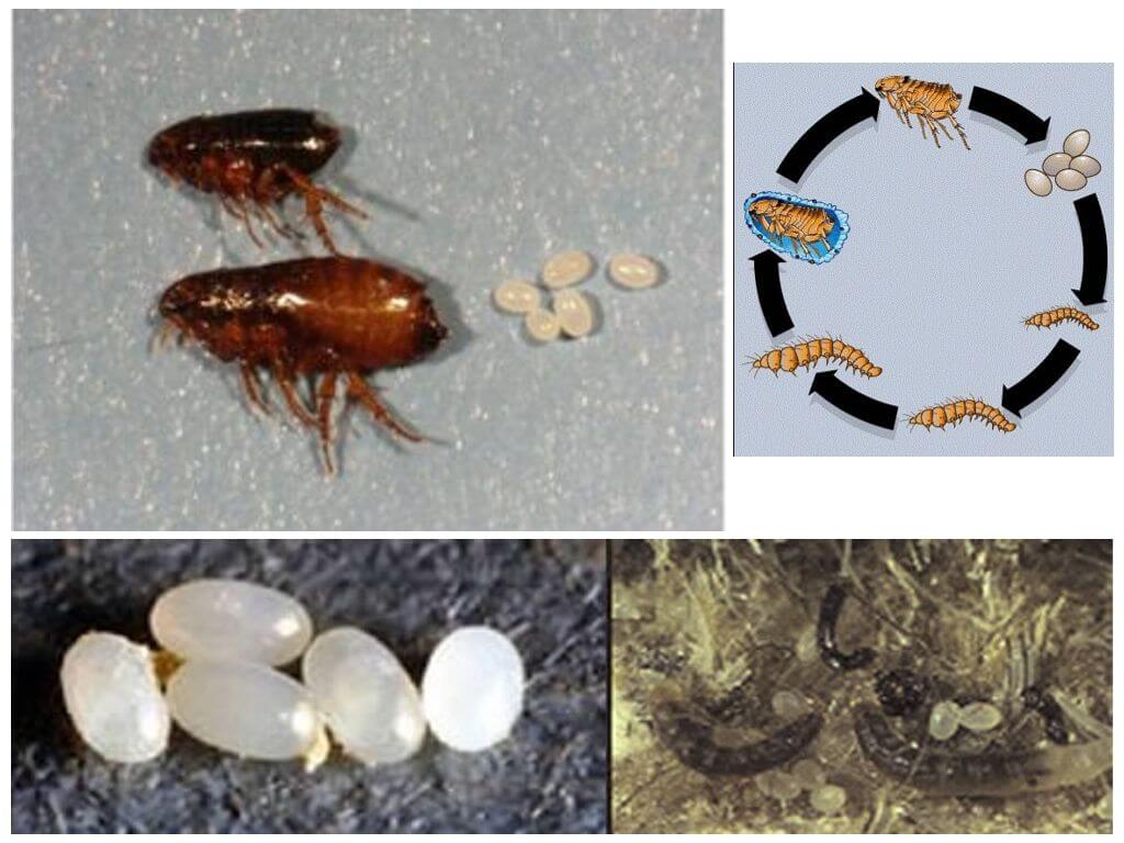 Loppe livscyklus, hvordan loppe æg og larver ser ud
