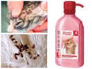 Shampooing aux puces pour chatons