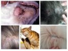 Síntomas de pulgas en gatos