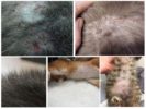 Traces of fleas in cats