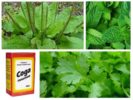 Plantain, Peppermint, Parsley and Soda