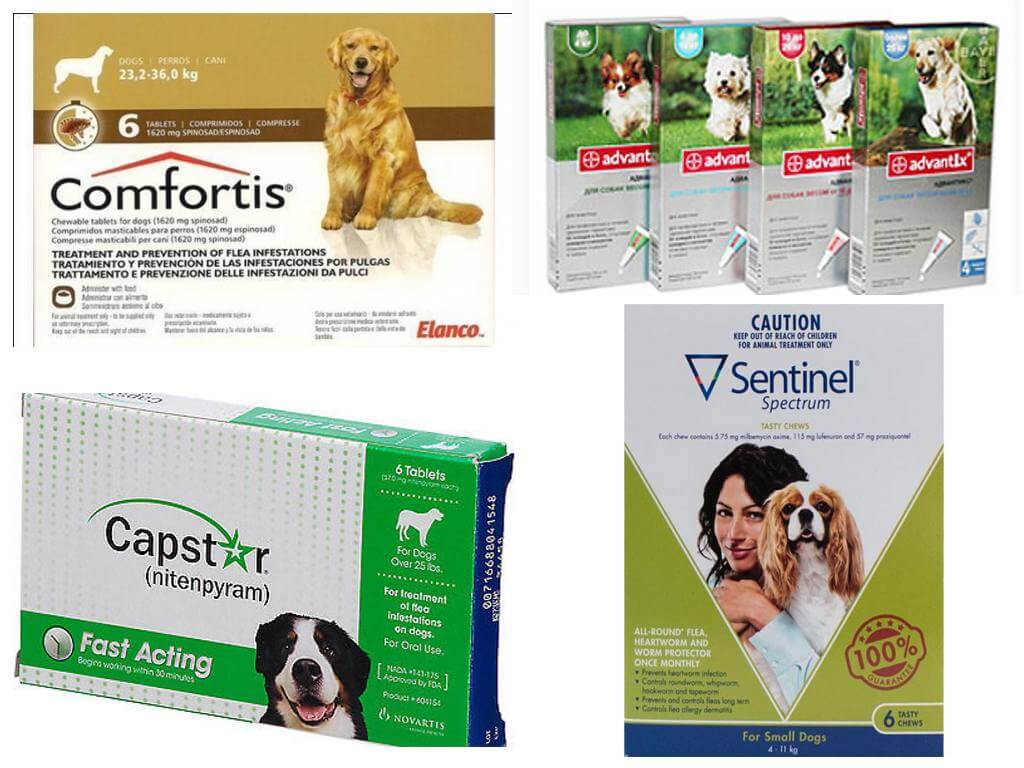 Ako sa zbaviť bĺch u psa, najúčinnejšie blšie lieky