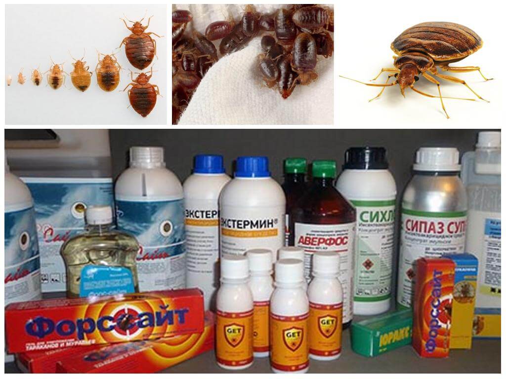 Poison for bed bugs at home