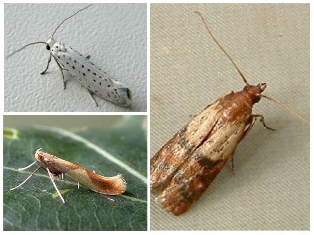 Why moths don't have a proboscis