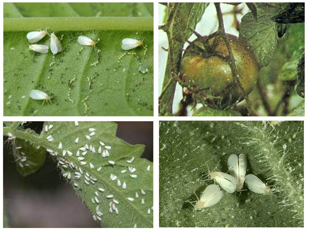 Methods of controlling whitefly on tomatoes in a greenhouse