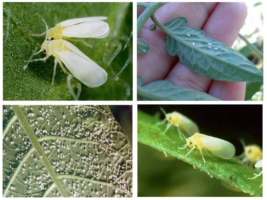 How to deal with whiteflies in a greenhouse