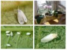 Whiteflies in orchids