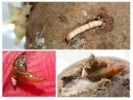 Aardappelmotlarven en rupsen
