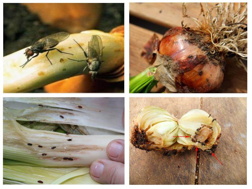 How to get rid of onion midges