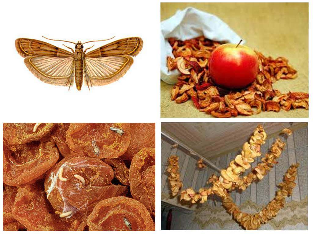 What to do if moth starts in dried fruit