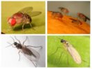 Mücken und Sciriidae