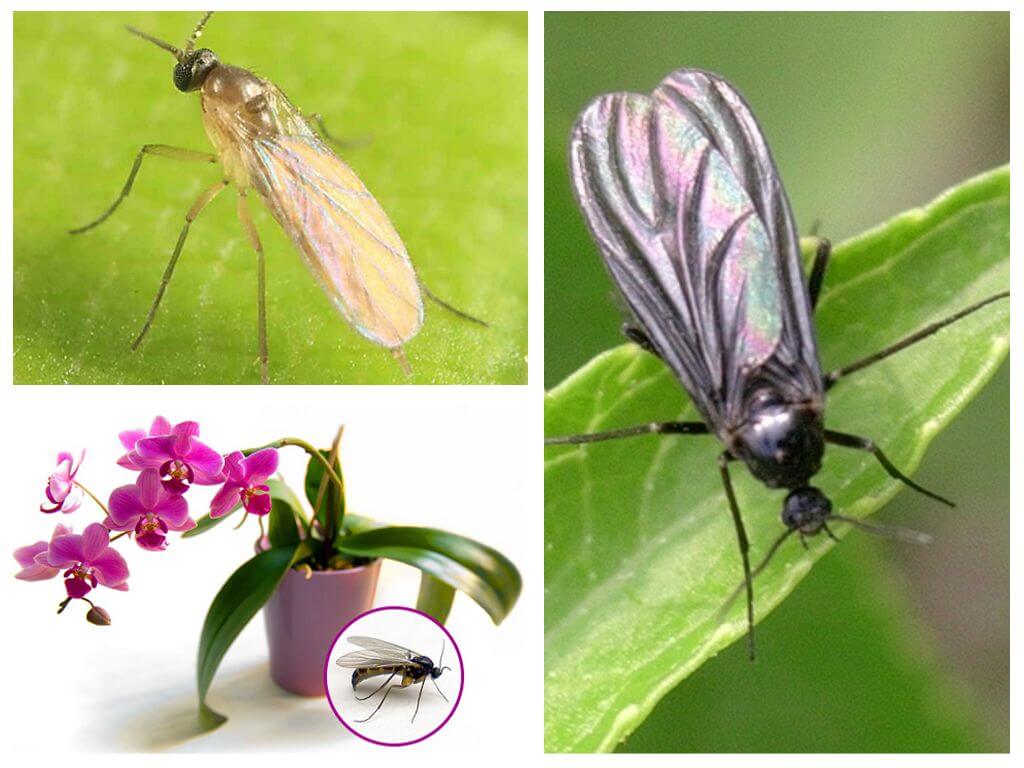What to do if midges get into orchids