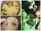 Dấu vết của sâu bướm khoai tây