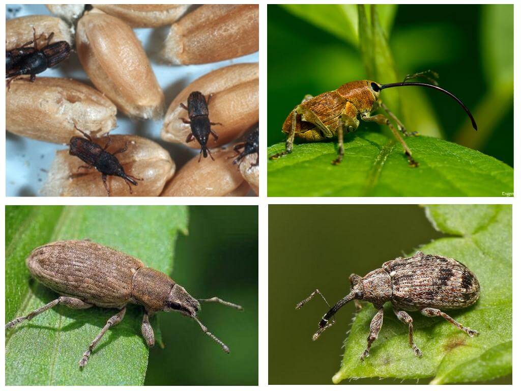 Weevil bille og dets larver