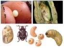 Hráchová vejce a larvy