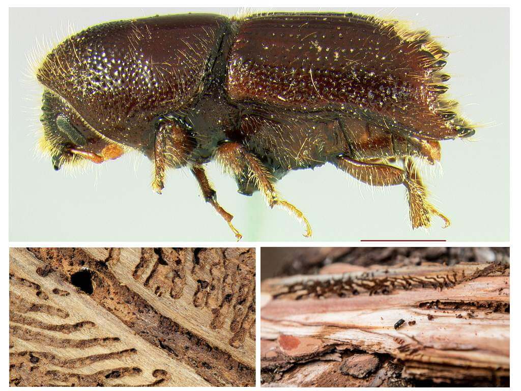 Beetle bark beetle