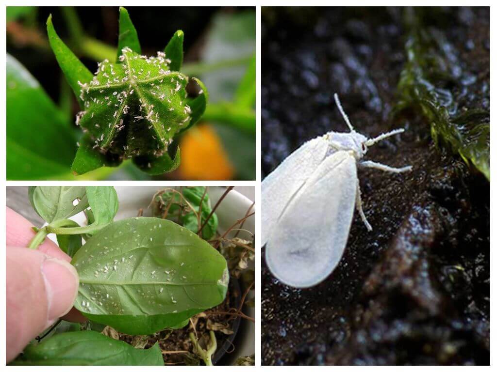 How to get rid of whiteflies on indoor flowers