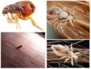 Fleas and lice