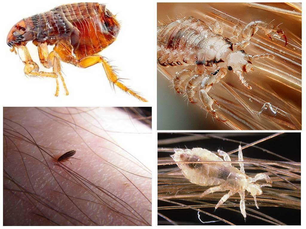 Why do lice and fleas dream