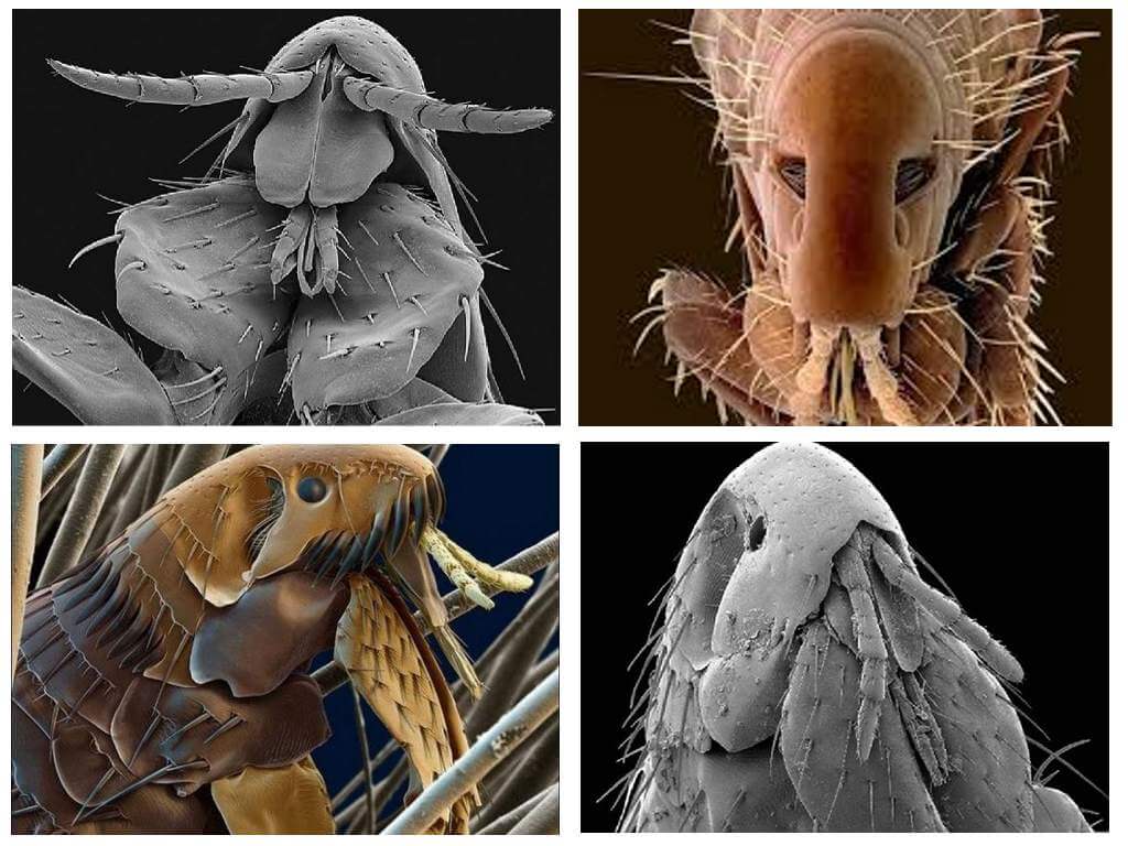 How fleas look in the photo: their varieties and structural features