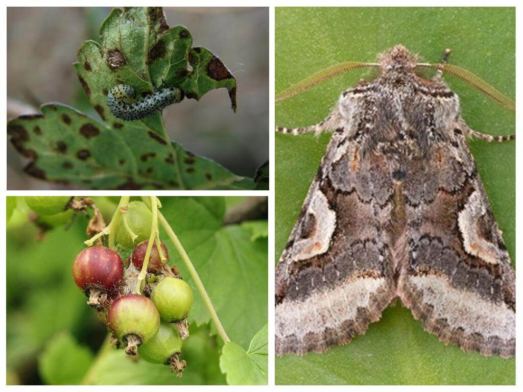 Gooseberry moth