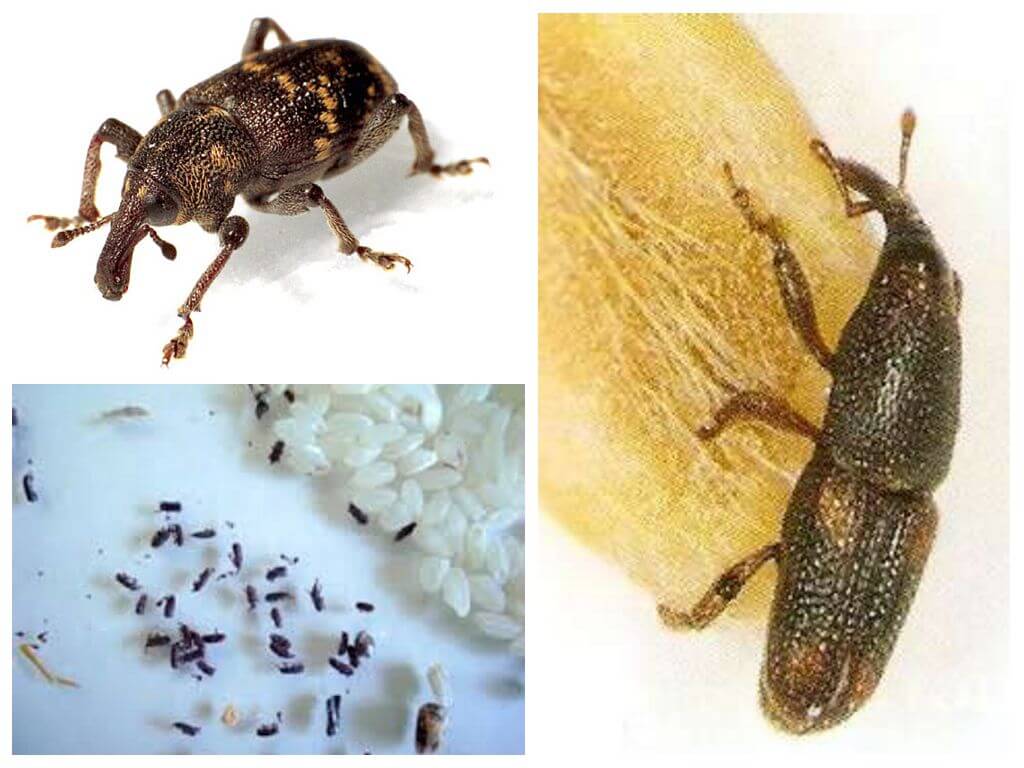 Rice weevil - a malicious pest of crops