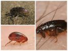 Especies de pulgas