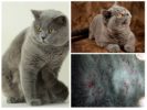 Fleas in british cats