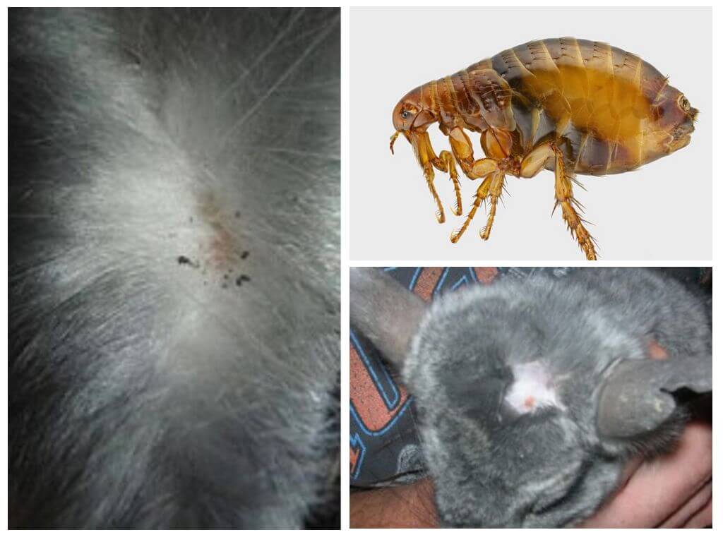 ¿Qué hacer si una chinchilla tiene pulgas?