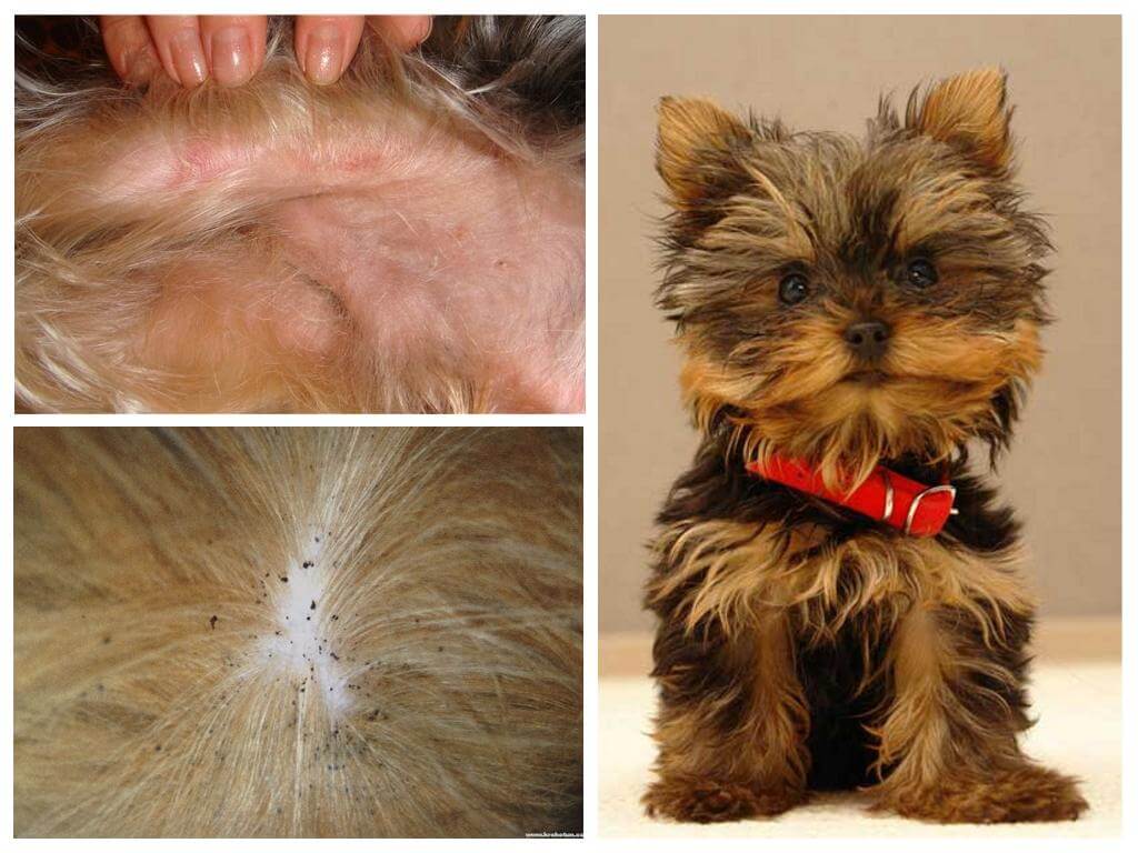 How to get fleas off the Yorkshire Terrier