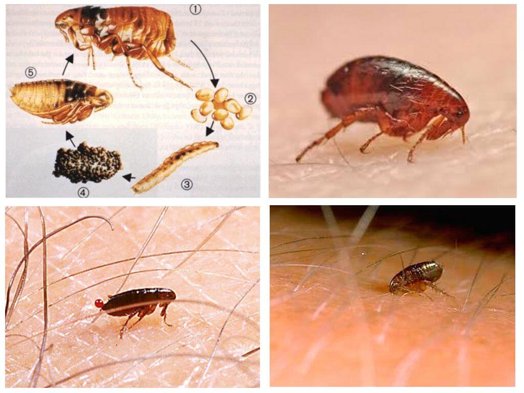 ¿Pueden las pulgas vivir en cabello humano?