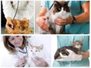 Besuch beim Tierarzt