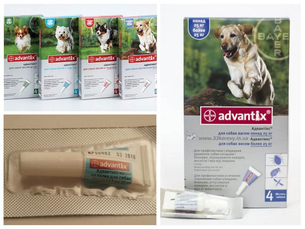 Advantix drops from fleas for dogs