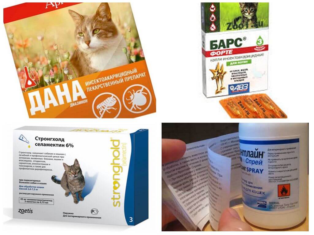 Legjobb bolhás gyógyszer macskák számára