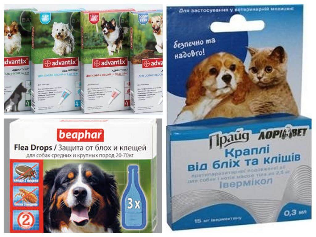 Léky na blechy a klíšťata u psů