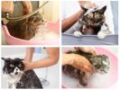 Shampoo cat
