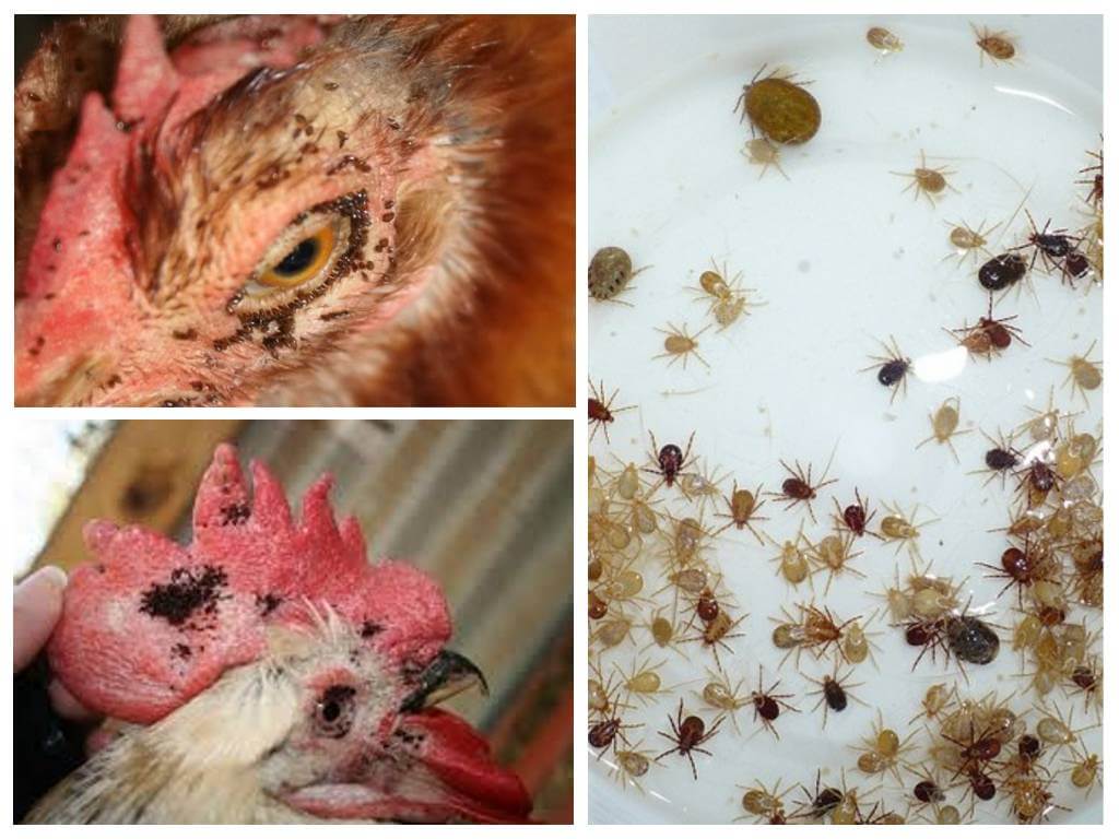 How to deal with folk methods with fleas in chickens