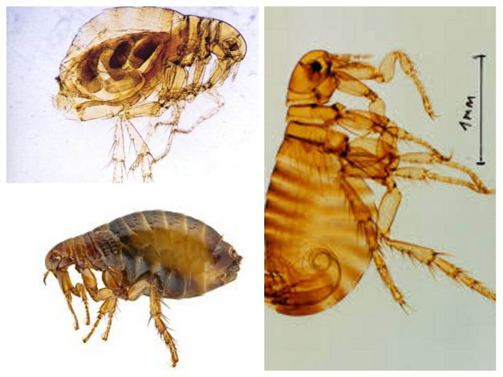 Fleas in humans: how they look and how to get rid